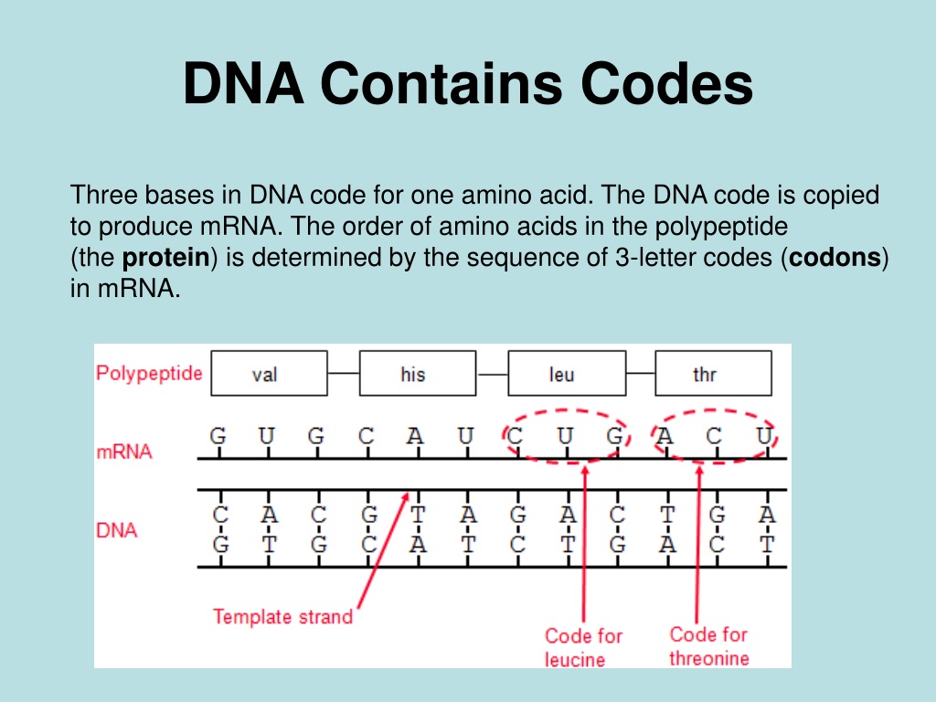 Non code. DNA code. Codex DNA. All DNA codes. Three Bases of DNA code for one Amino acid.