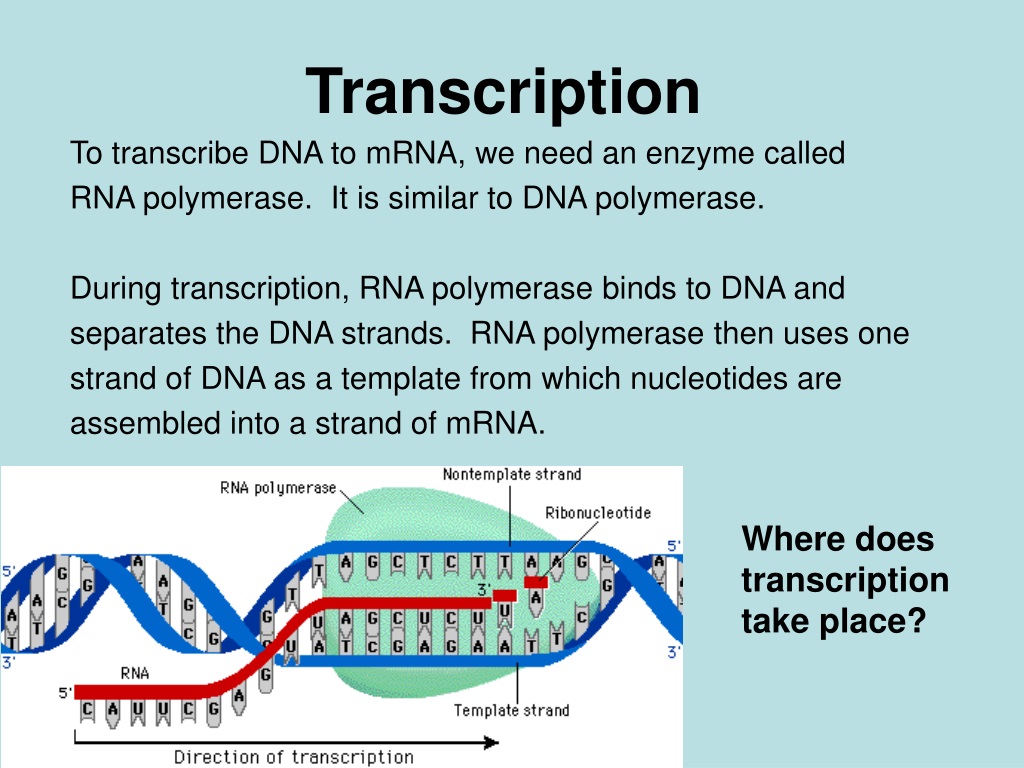 Создание транскрипции. Transcription DNA RNA. Transcription Translate. DNA Transcription and translation. Транскрипция РНК полимераза.