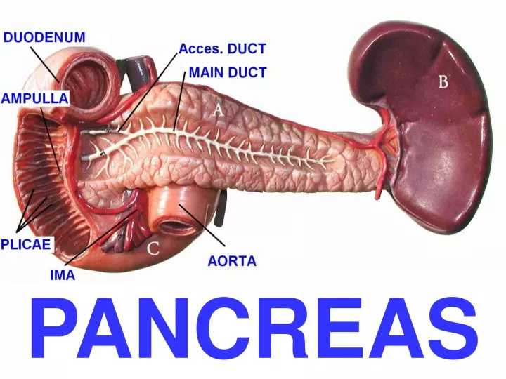 PPT - PANCREAS PowerPoint Presentation, Free Download - ID:9700501