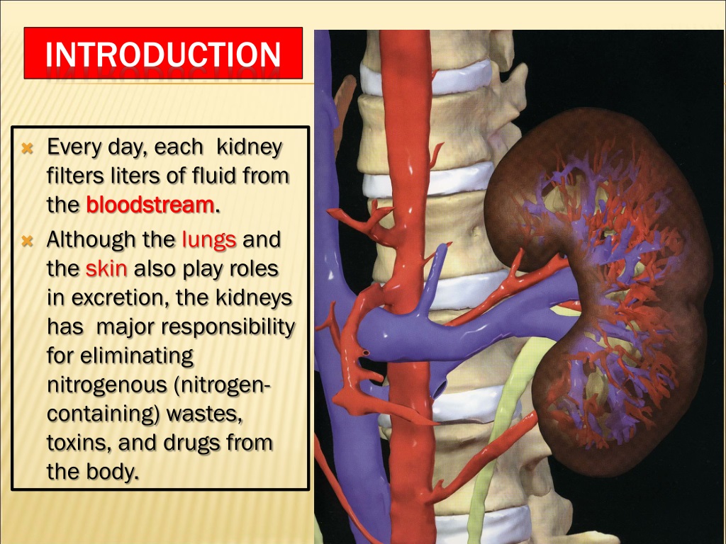 presentation about kidney