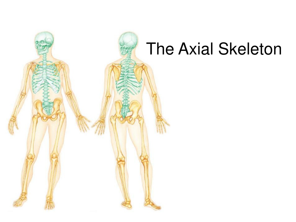 Ppt The Axial Skeleton Powerpoint Presentation Free Download Id9704800 6422
