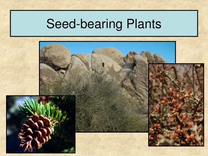 PPT Seedbearing Plants PowerPoint Presentation, free download ID