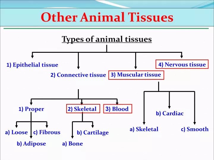 PPT - 1) Epithelial tissue PowerPoint Presentation, free download - ID