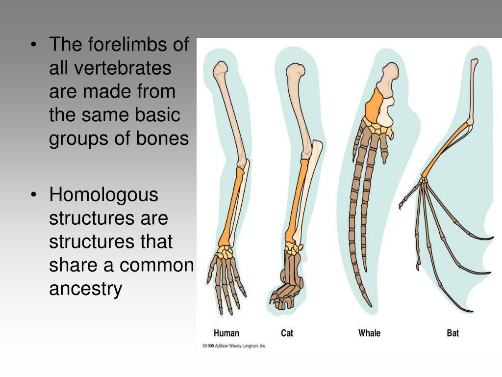 PPT - The Theory of Evolution: Survival, Variation, Adaptation, and