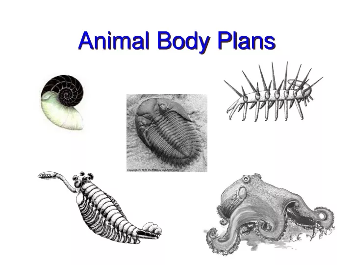 ppt-animal-body-plans-powerpoint-presentation-free-download-id-9707825