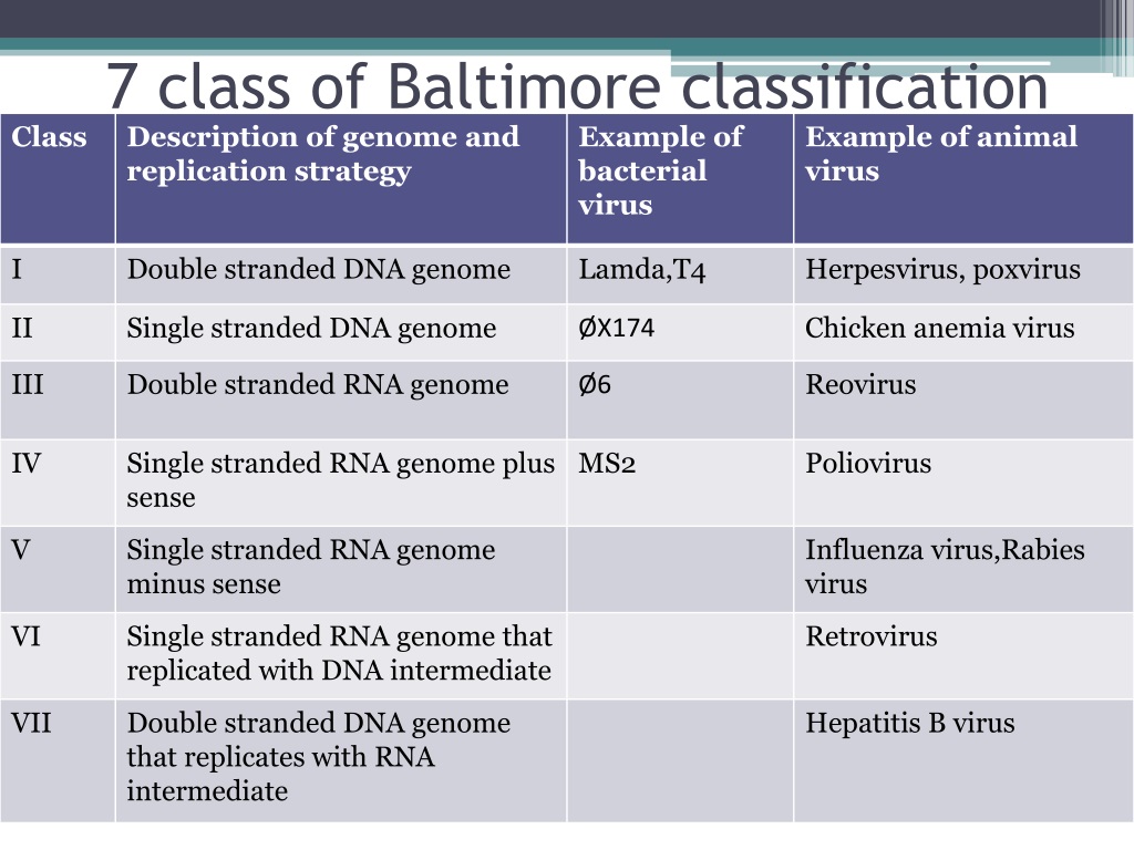 PPT CHAPTER 2 CLASSIFICATION OF VIRUSES PowerPoint Presentation