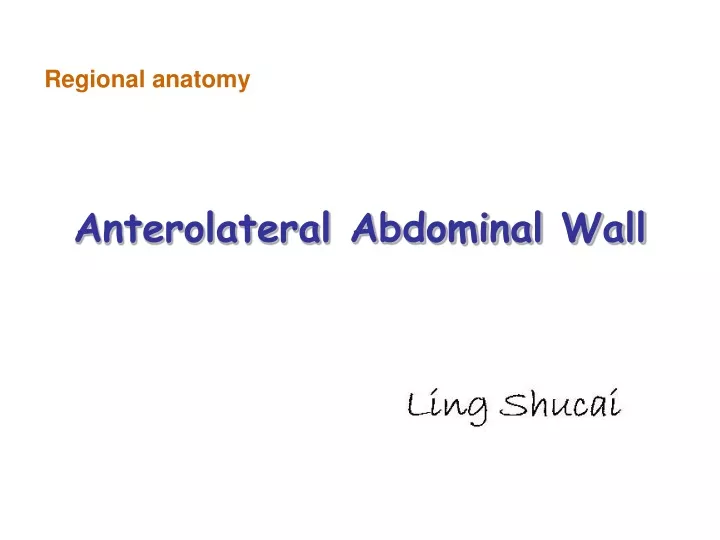 anterolateral abdominal wall n.