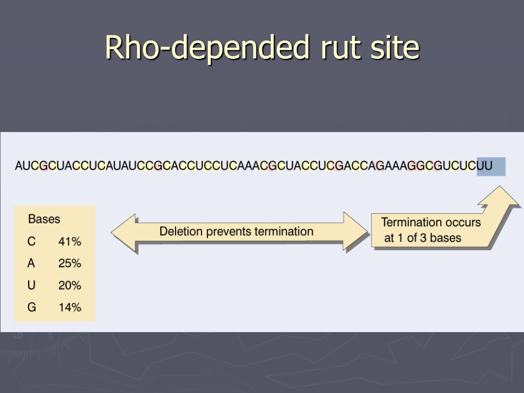 PPT - DNA Supercoiling PowerPoint Presentation, free download - ID:9710202