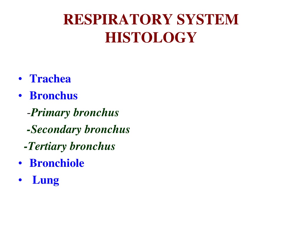 Ppt Histology Of Respiratory System Powerpoint Presentation Free