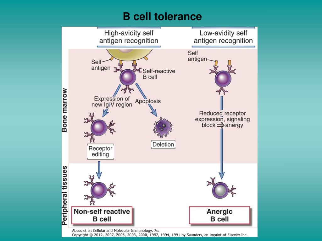 PPT - Tolerance And Autoimmunity PowerPoint Presentation, Free Download ...