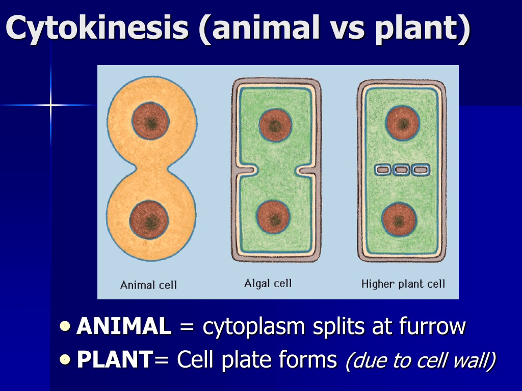 Cytokinesis Different In Plants And Animals