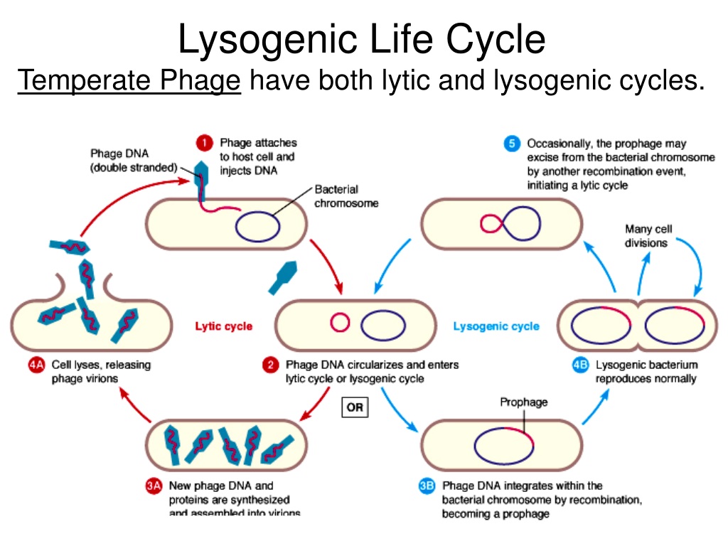 Лизогенный цикл. Lytic and lysogenic. Lysogenic and Lytic Cycles. Литический и лизогенный цикл. Lytic Cycle.
