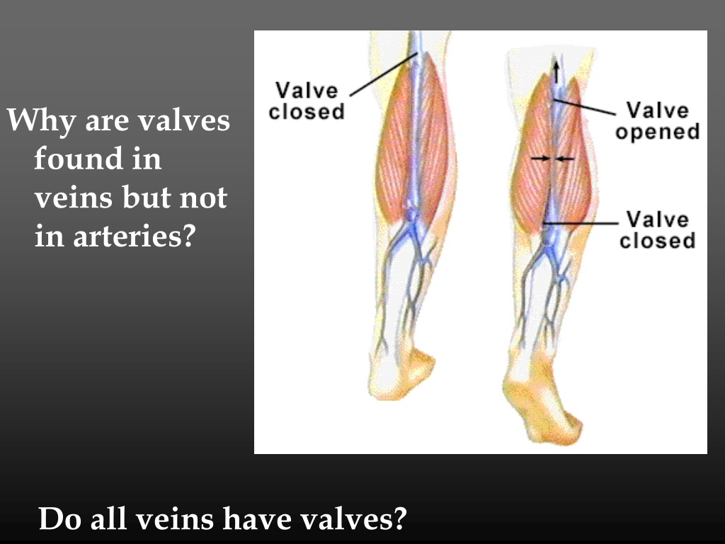 PPT CH 22 The Cardiovascular System Vessels & Circulation