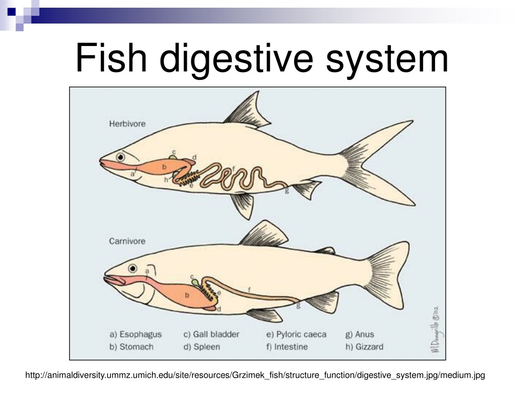 PPT Anatomy and Physiology Unit C PowerPoint Presentation, free