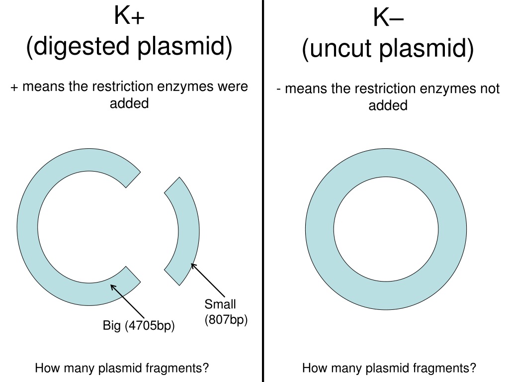 Примеры плазмид