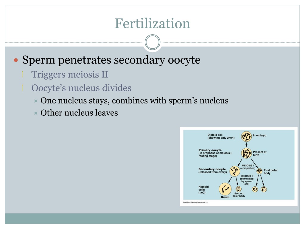 Ppt Spermatogenesis And Oogenesis Powerpoint Presentation Free