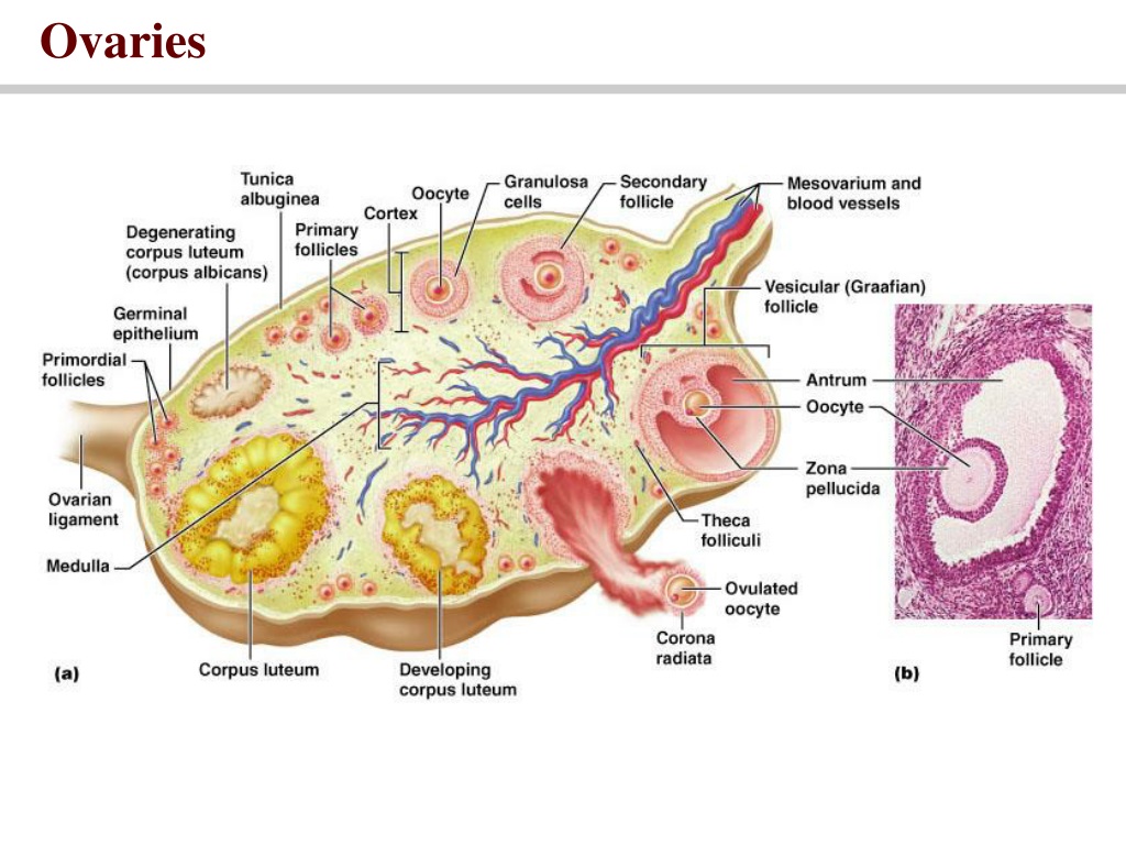 PPT - Reproductive Physiology The Female Reproductive System PowerPoint