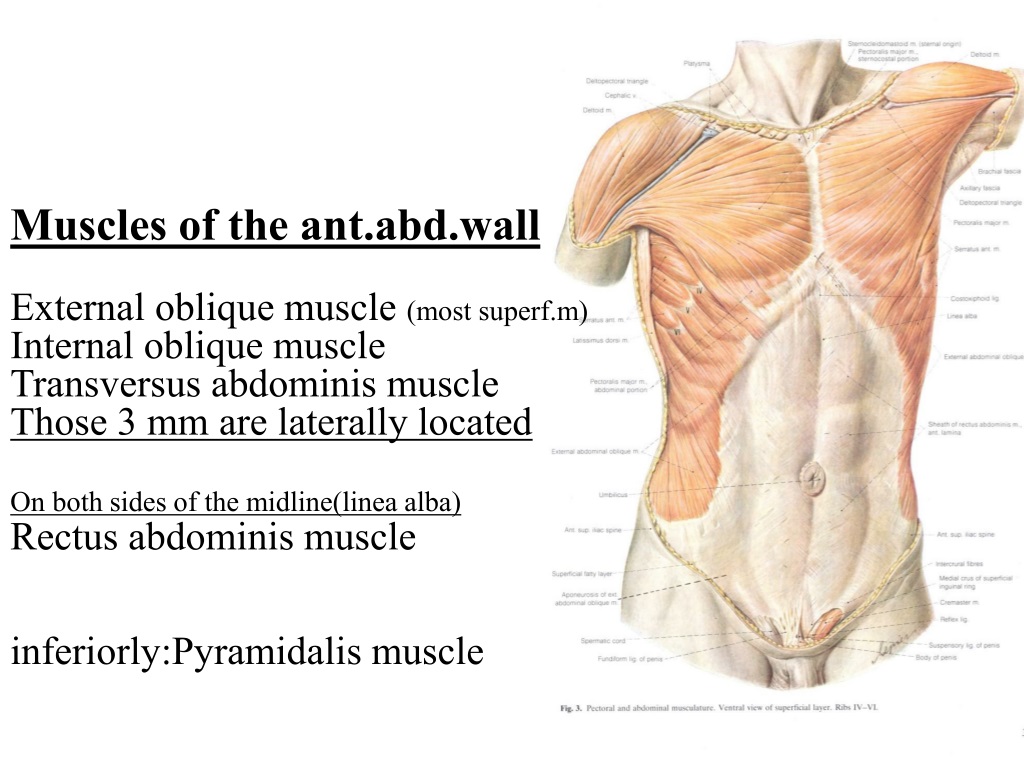 PPT - Anterior abdominal wall and the inguinal region Dr . Selda