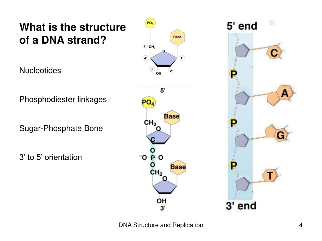 PPT - DNA Structure and Replication Chapter 14 (Chromatin, oncogenes ...