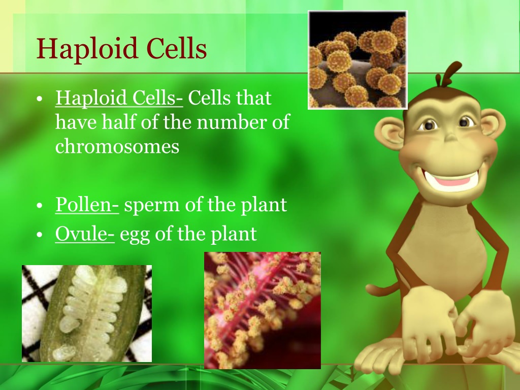 Ppt Seeded Plant Reproduction Powerpoint Presentation Free Download Id9727906