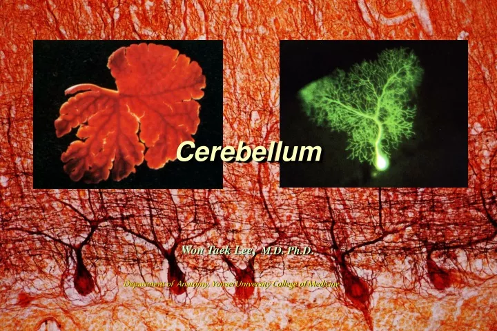 Ppt Cerebellum Powerpoint Presentation Free Download Id 9728292