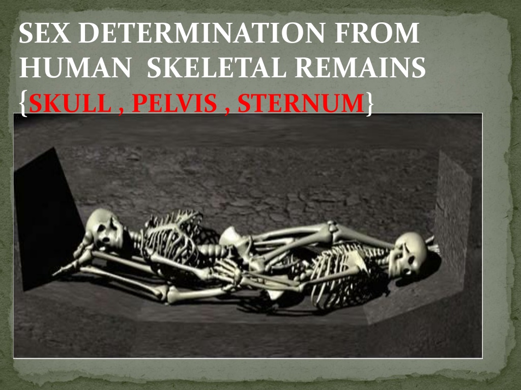 Ppt Sex Determination From Human Skeletal Remains Skull Pelvis Sternum Powerpoint 5890