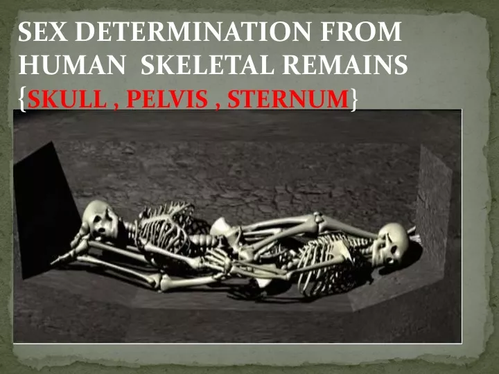 Ppt Sex Determination From Human Skeletal Remains { Skull Pelvis