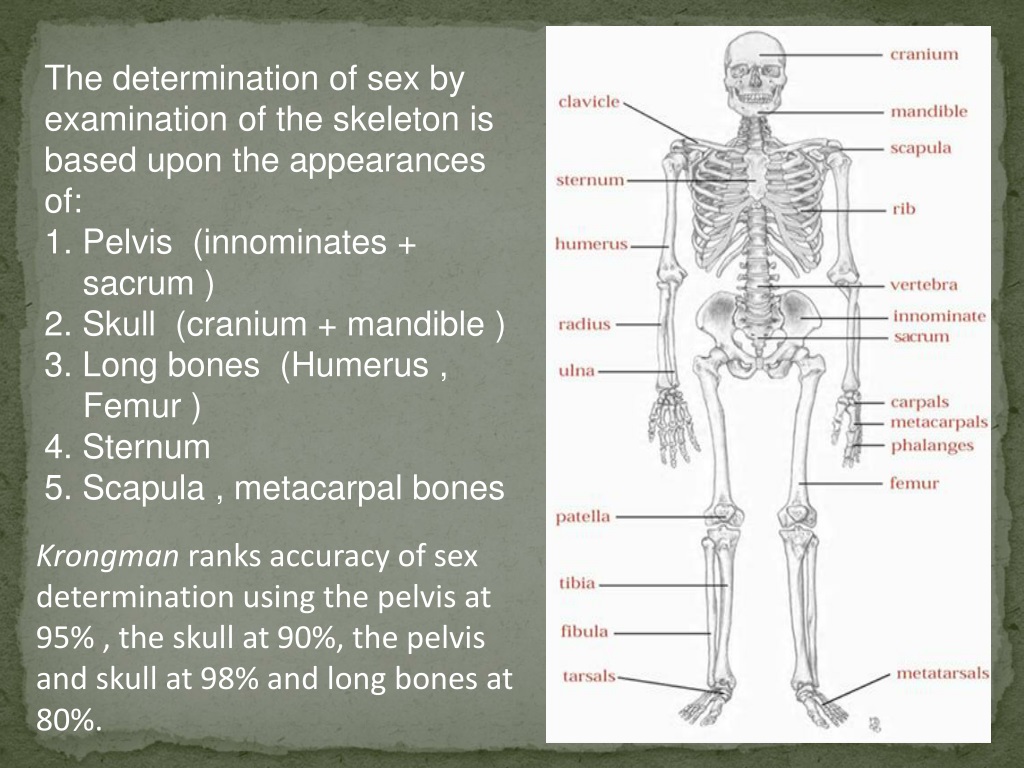 Ppt Sex Determination From Human Skeletal Remains Skull Pelvis Free Download Nude Photo Gallery 9433