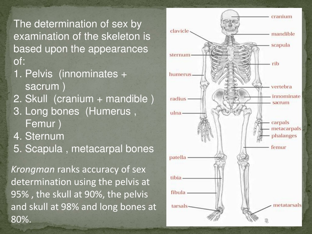 Ppt Sex Determination From Human Skeletal Remains Skull Pelvis 3154