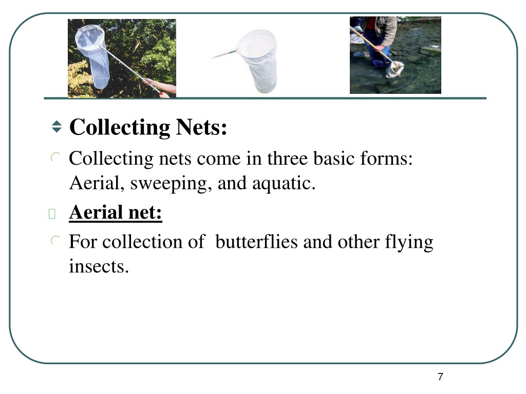 PPT - Collection and preservation of insects PowerPoint Presentation, free  download - ID:9729052