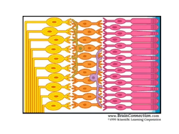 PPT Rods vs cones PowerPoint Presentation, free download ID9729157