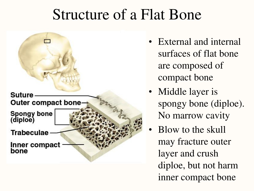 7 bone. Flat Bones. Bone structure. Flat structure. Bone Tissue Composition.