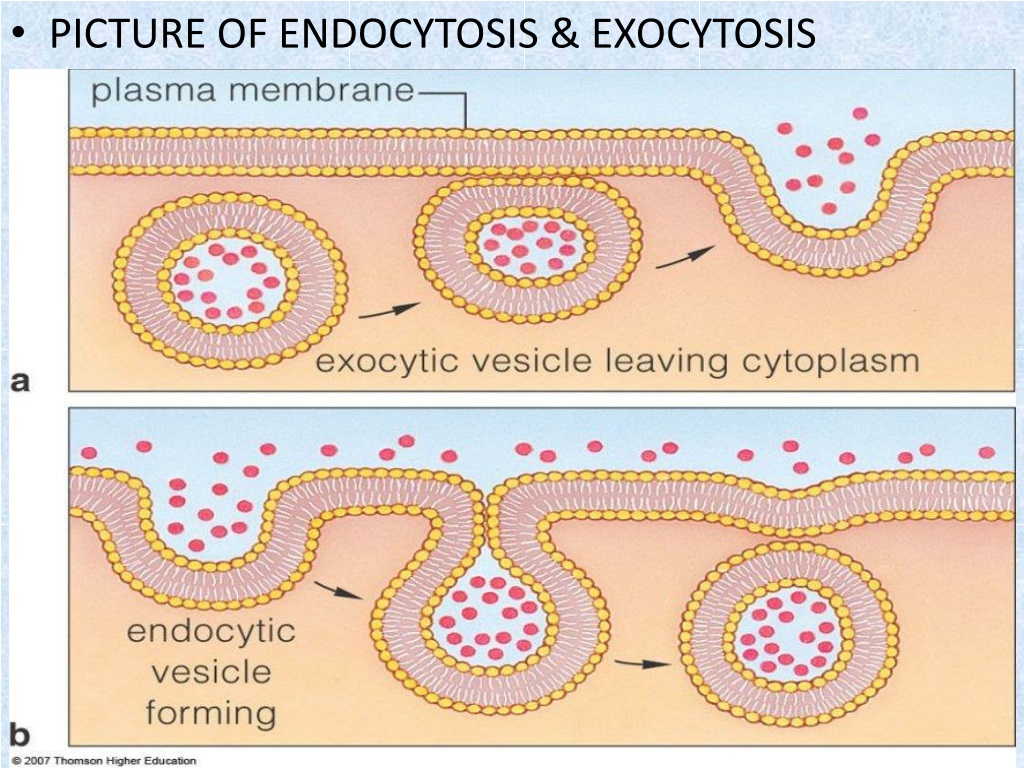 Эндоцитоз транспорт. Пиноцитоз эндоцитоз экзоцитоз. Схема Эндо и экзоцитоз. Эндоцитоз экзоцитоз фагоцитоз это.