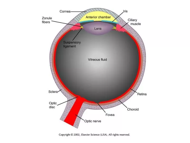 PPT - Primary Visual Cortex: Simple cells PowerPoint Presentation, free ...