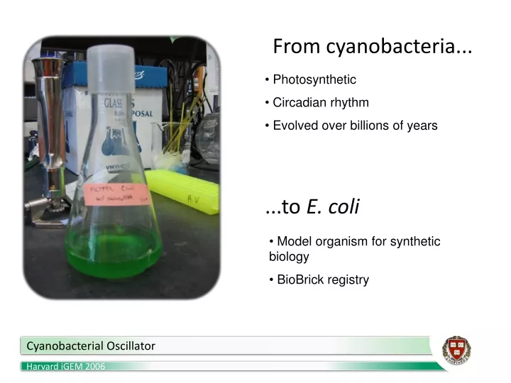 from cyanobacteria n.