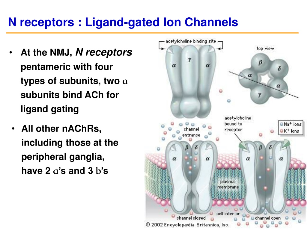 PPT - Pharmacology of the nervous system PowerPoint Presentation, free ...