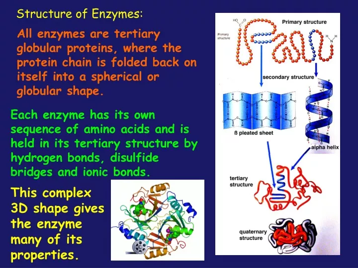 What Is An Enzyme A Level Biology