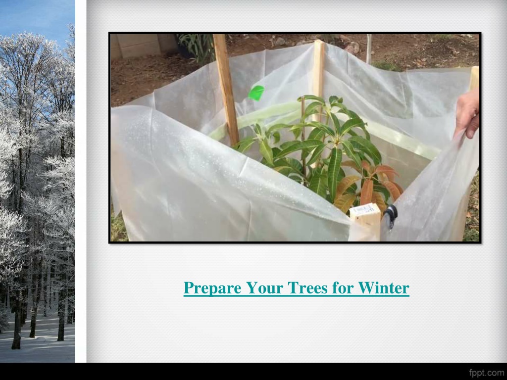 How to Prepare Your Trees For Winter