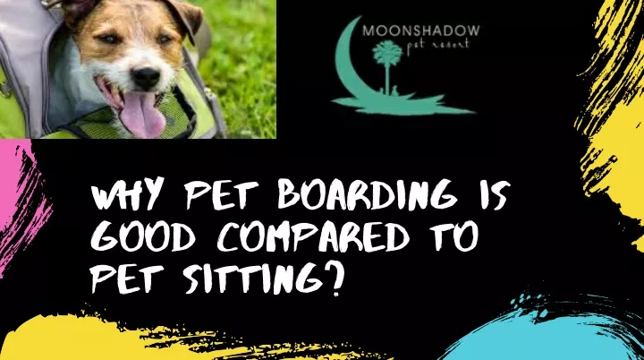 why pet boarding is good compared to pet sitting n.