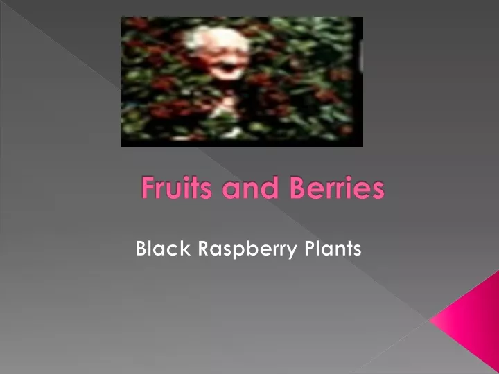 fruits and berries n.