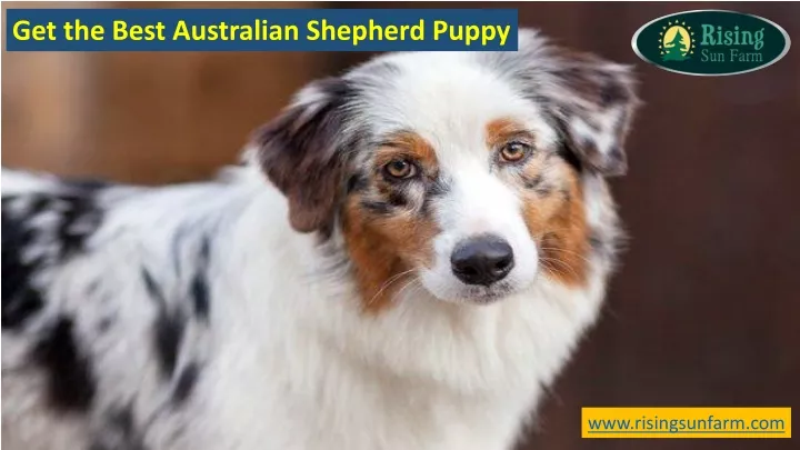 get the best australian shepherd puppy n.